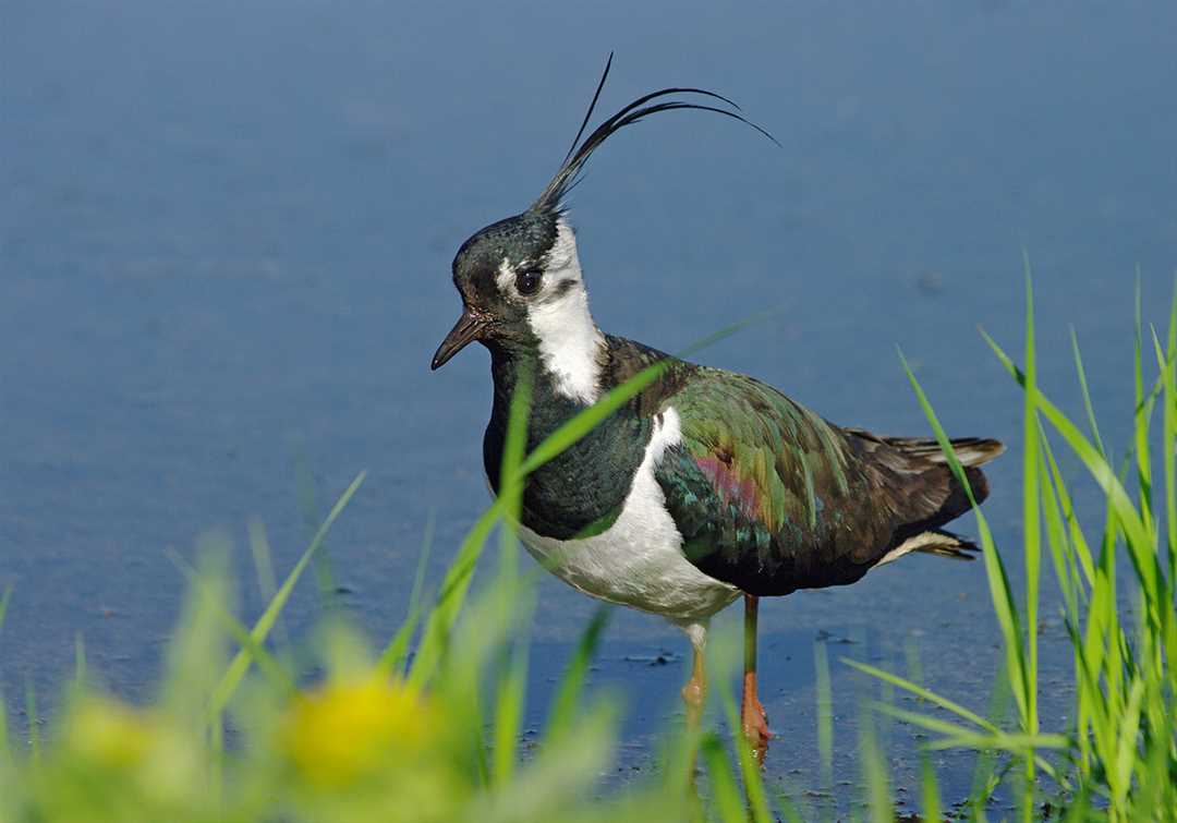 Чибис википедия - интересные сведения о ней