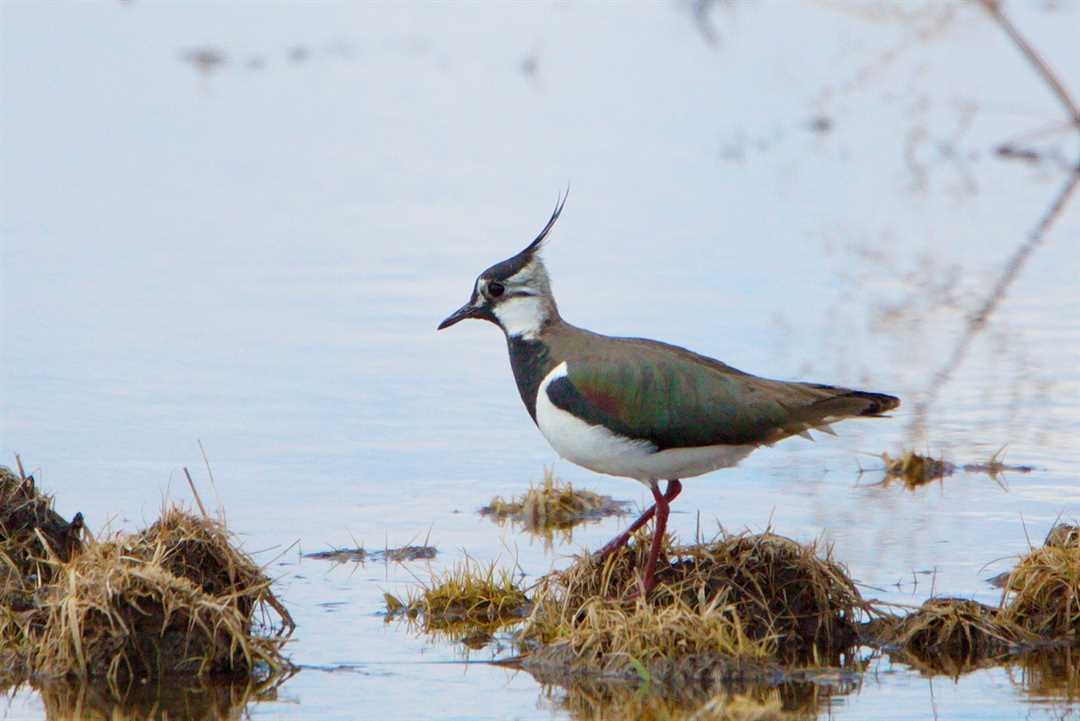 Чибис фото птицы