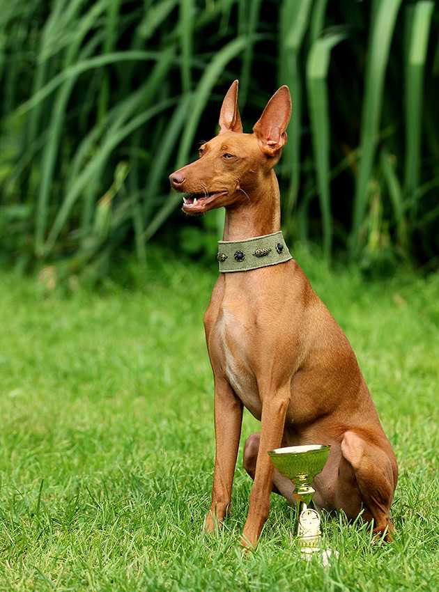 Чирнеко дель Этна: особенности дрессировки и воспитания