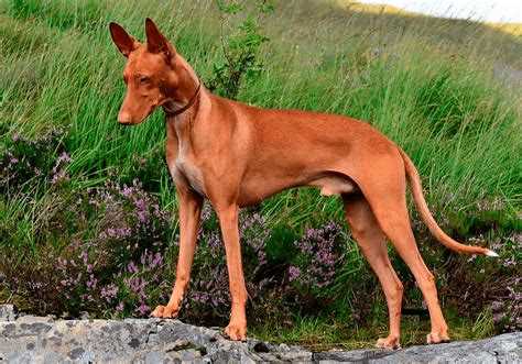 Чирнеко дель этна: происхождение и особенности