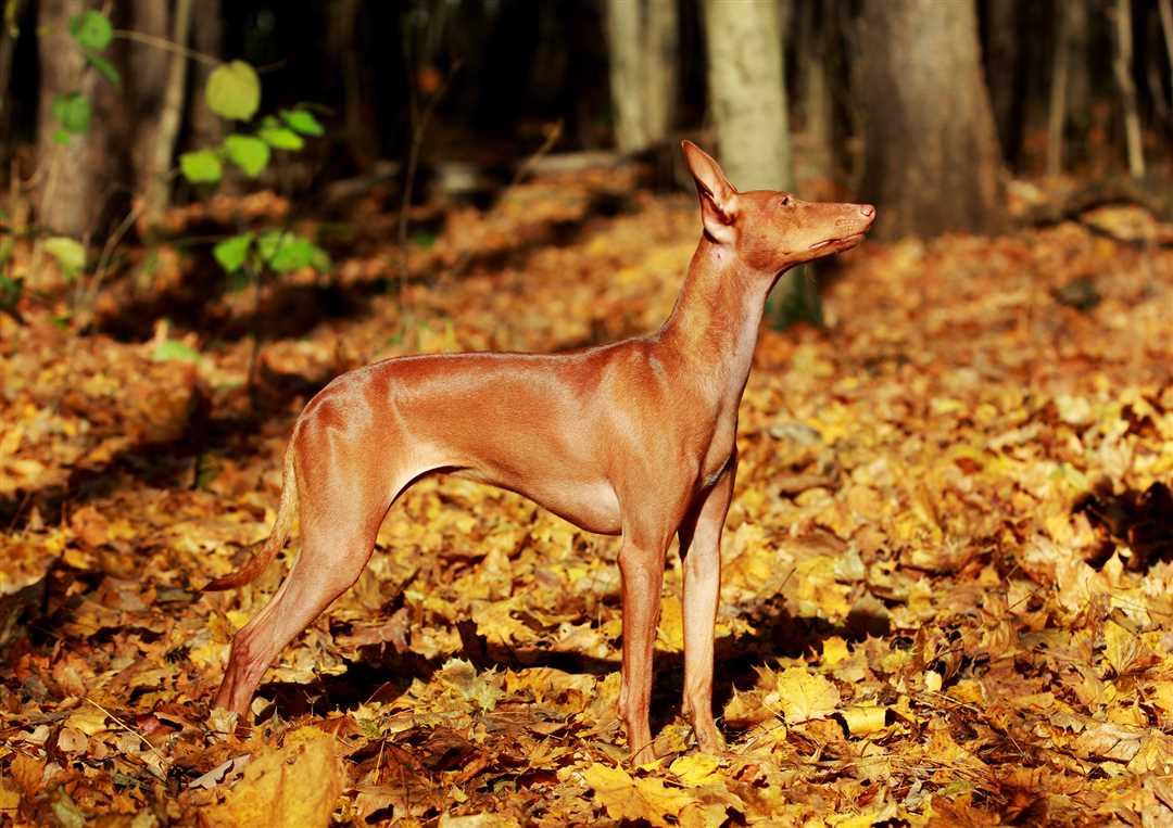 Чирне́ко дель этна Чирнеко дель этна