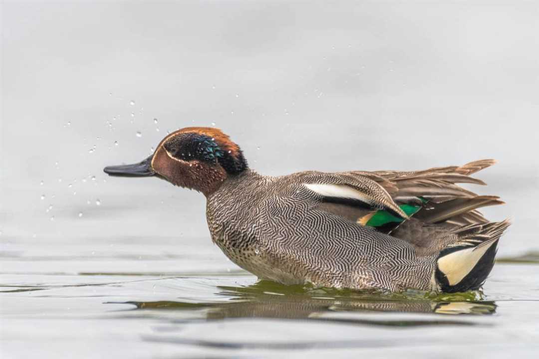 Чирок свистунок фото