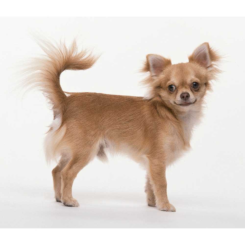 Питательность продуктов