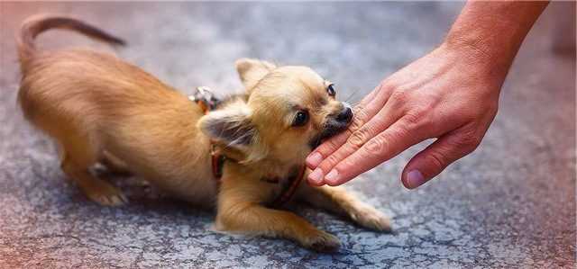 Что давать в пищу своему чихуахуа: рекомендации по кормлению Что давать в пищу своему чихуахуа: рекомендации по кормлению