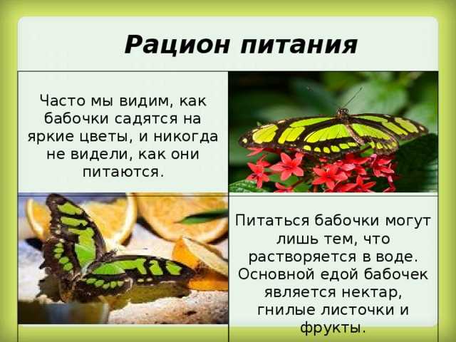 Взрослые особи