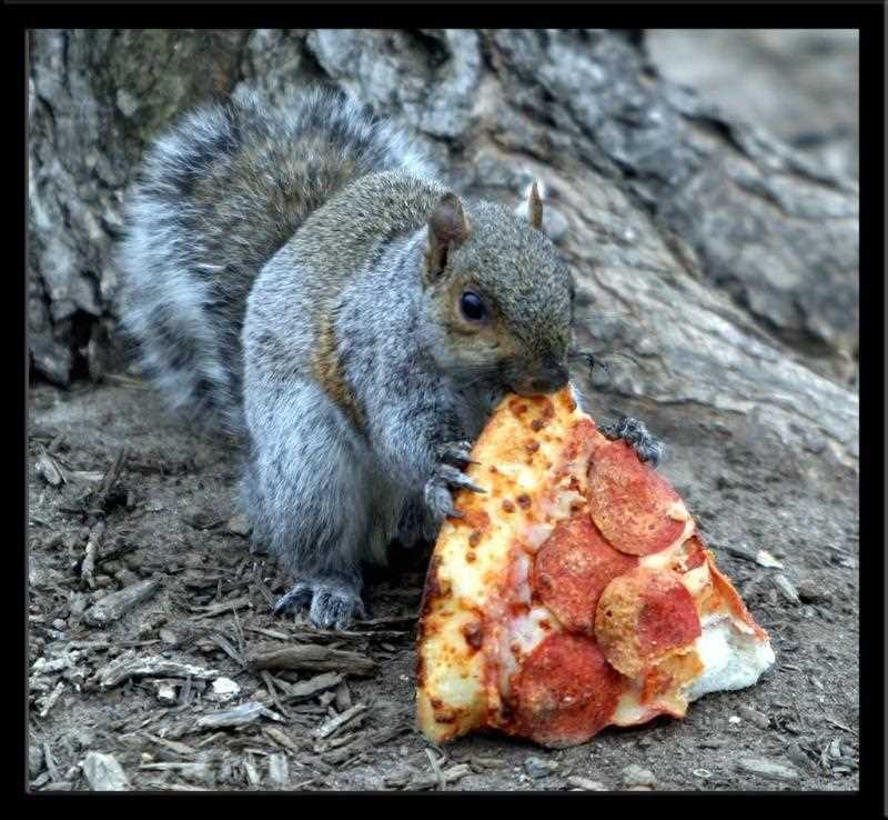 Что едят белки