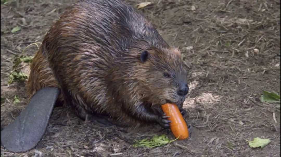 Где живет бобр