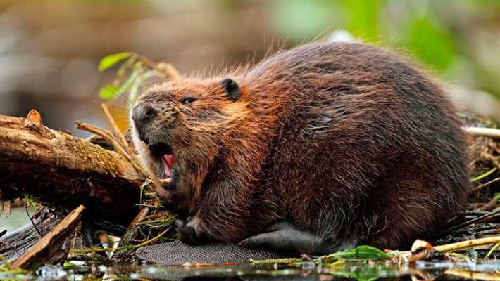 Укорененные растения и земля