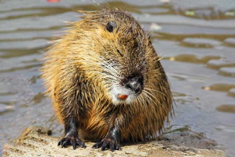 Что едят бобры: основные продукты питания