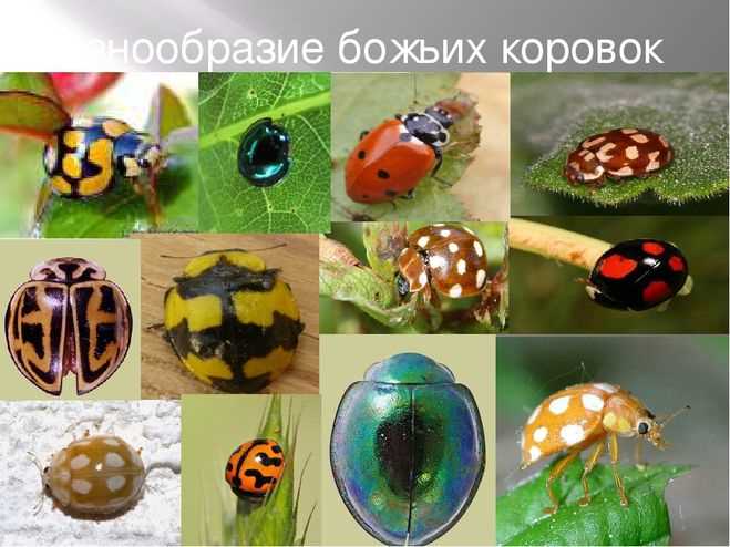 Особенности кормления юных и беременных божьих коровок