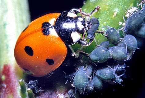 Что едят божьи коровки: полезные продукты и правила кормления Что едят божьи коровки: полезные продукты и правила кормления