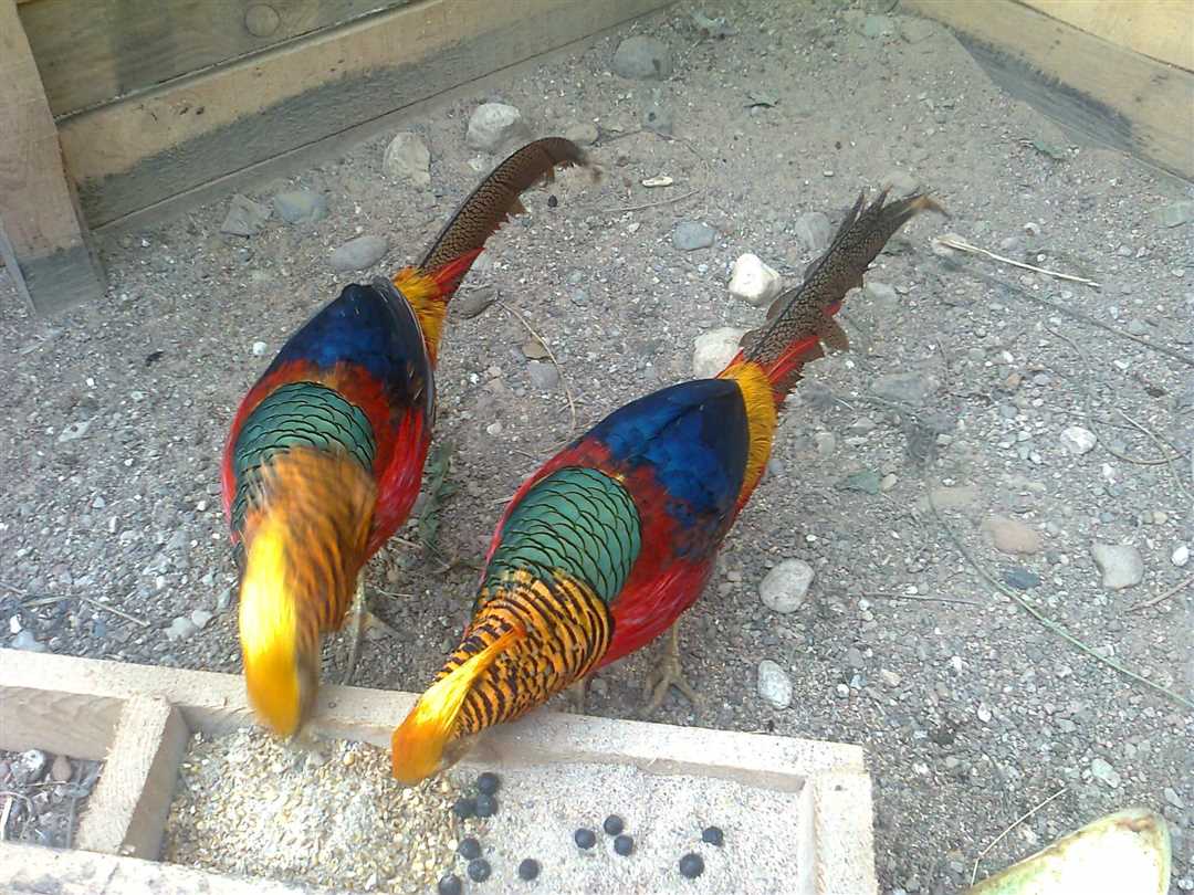 Серебристый фазан