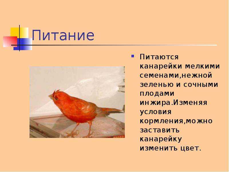 Уход и содержание