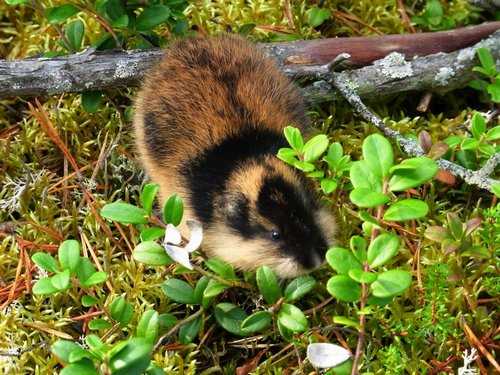 Птицы и яйца