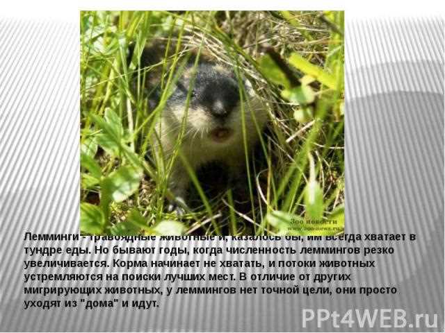Что едят лемминги в тундре: основные продукты питания Что едят лемминги в тундре: основные продукты питания