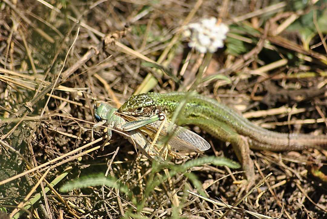 Чем питаются ящерицы в домашних условиях