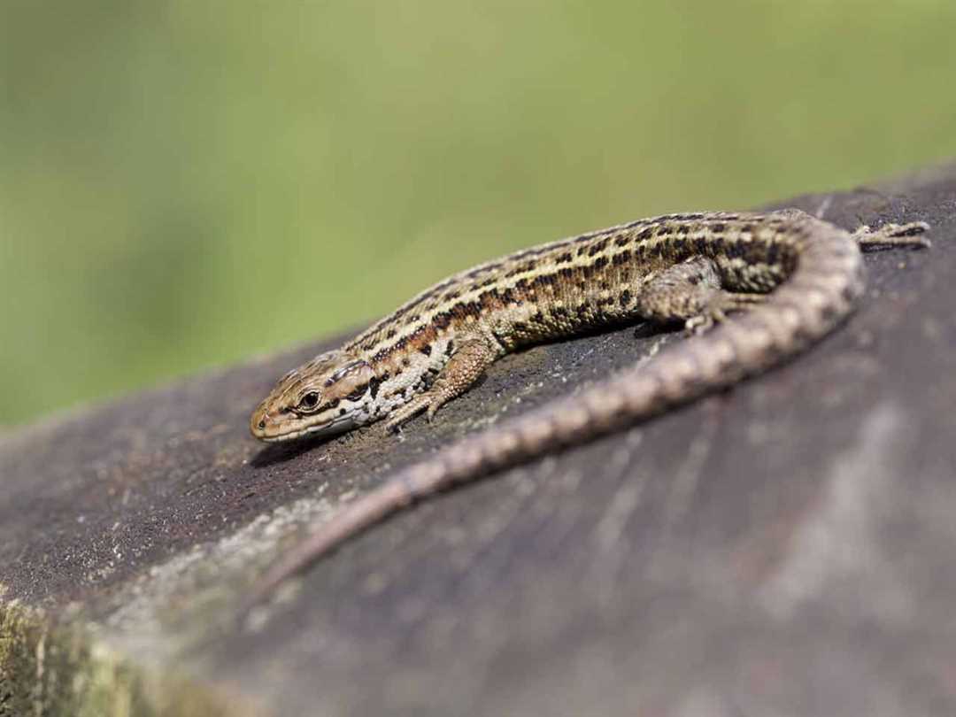 Что едят ящерицы в домашних условиях?