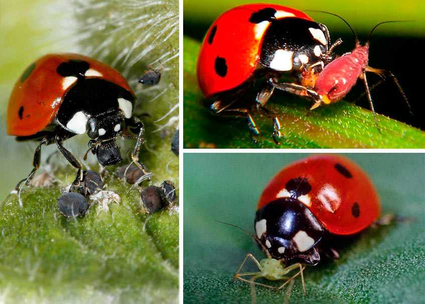 Соотношение жиров и углеводов