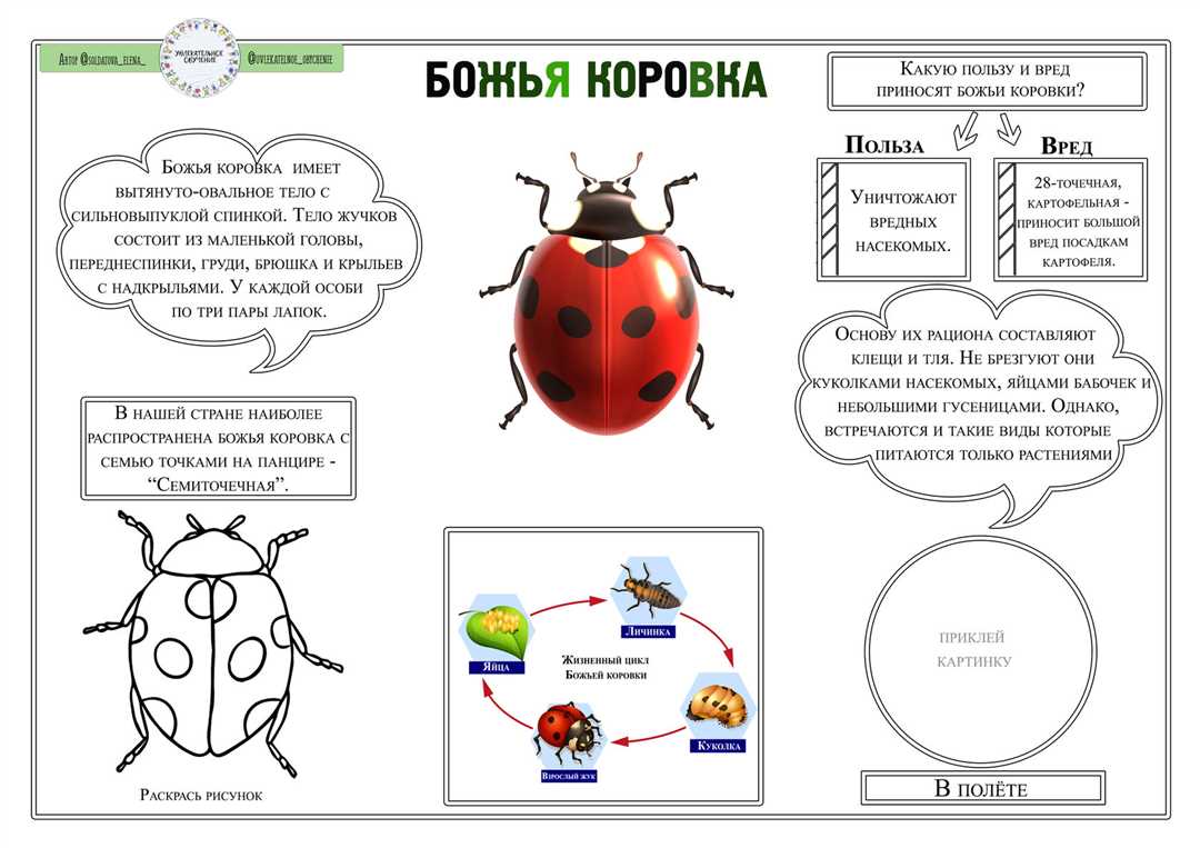 Что ест божья коровка: основные продукты питания и организация рациона