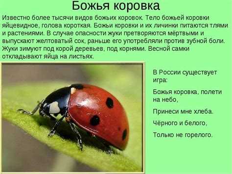 Организация рациона божьей коровки