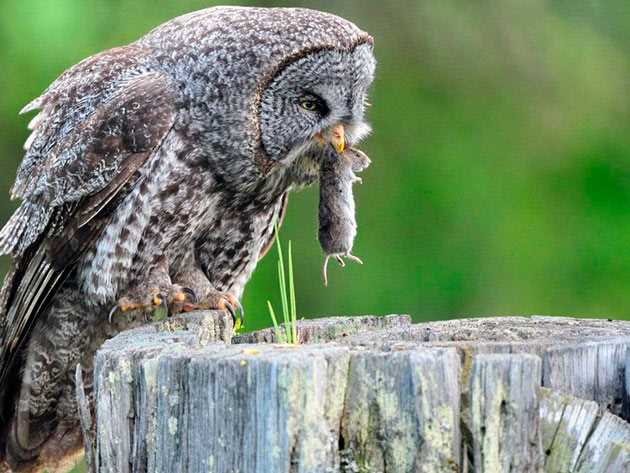 Что ест сова: основные продукты в рационе птицы