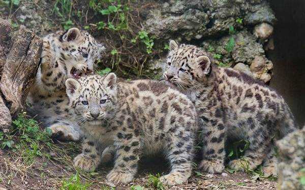 Что имеют снежные барсы: особенности вида и поведения Что имеют снежные барсы: особенности вида и поведения