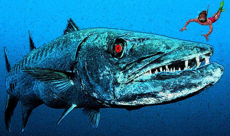 Что такое барракуда