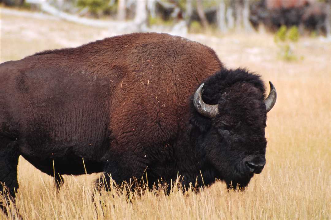 Фото бизона для детей: визуальное представление