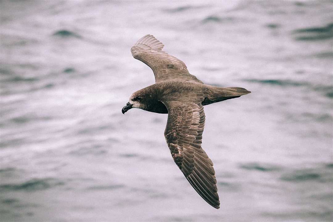  Места обитания буревестника: где и как он живет 