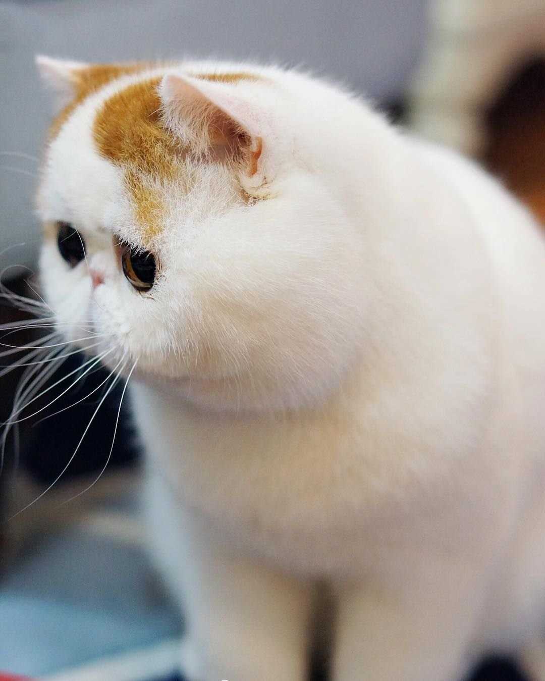 Сколько стоит кот экзот? Цены на породу зверята