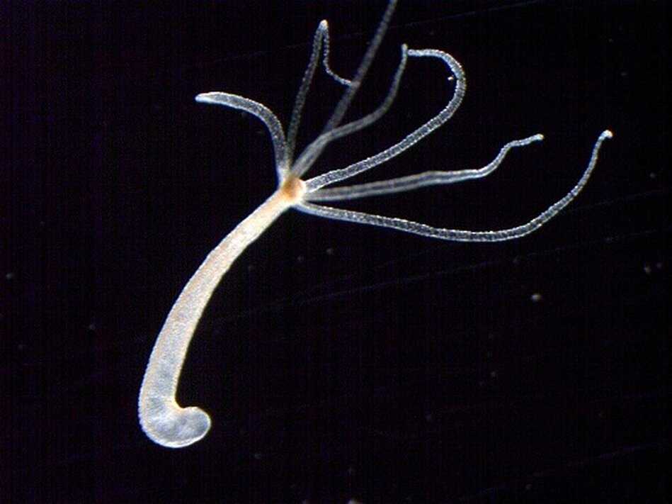 Пресноводная гидра