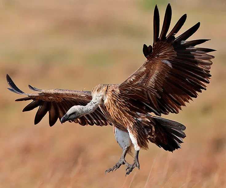 Черные грифы