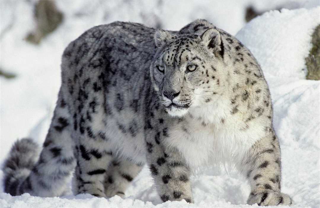 Ирбис в Википедии