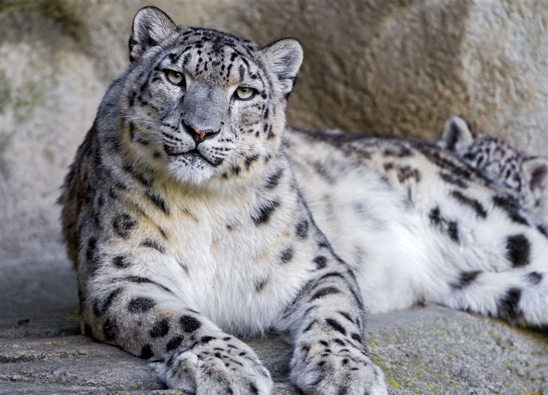 Такое животное - ирбис