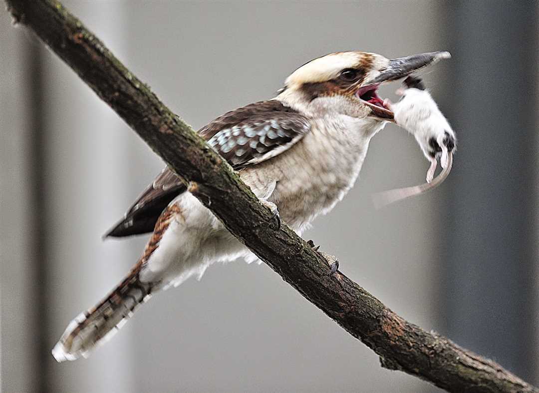 Что такое кукабарра