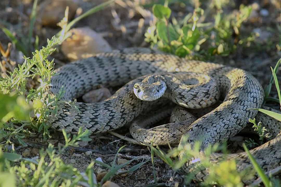 Что такое полоз