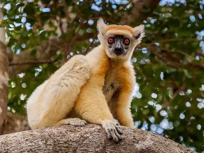 Среда обитания сифака и индри