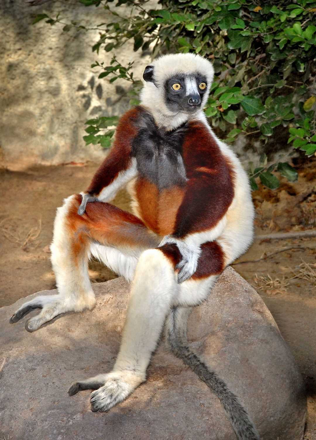 Что такое сифак Что такое сифак