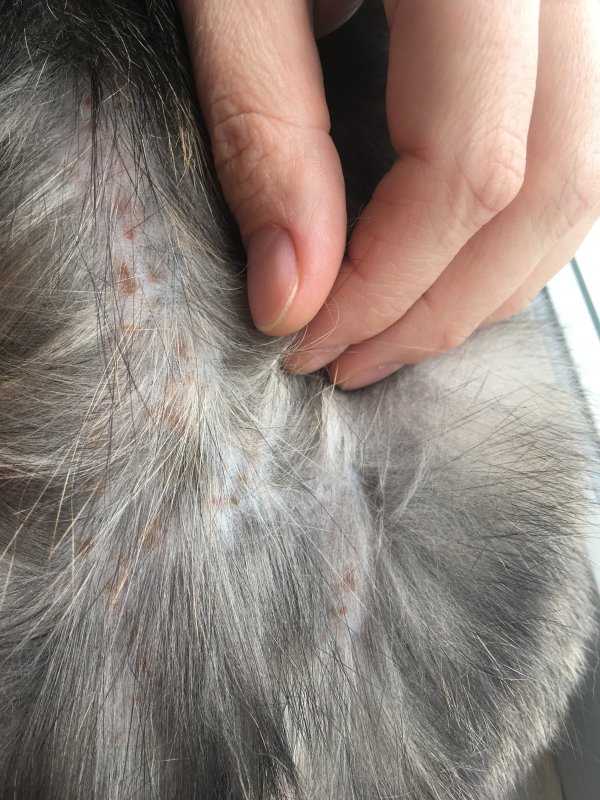 Что такое стригущий лишай у собак: симптомы, лечение и профилактика