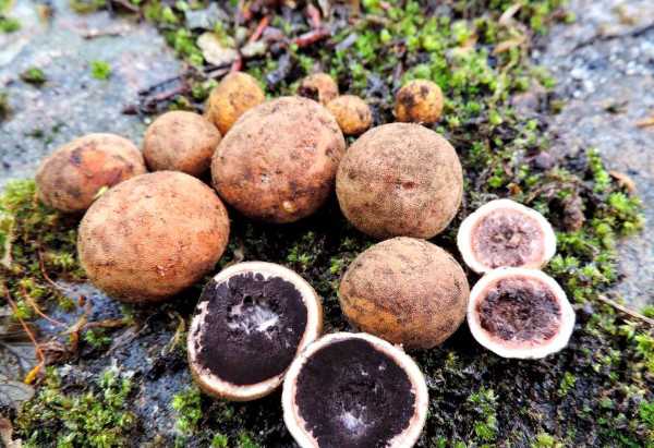 Как лучше всего готовить и употреблять трюфели