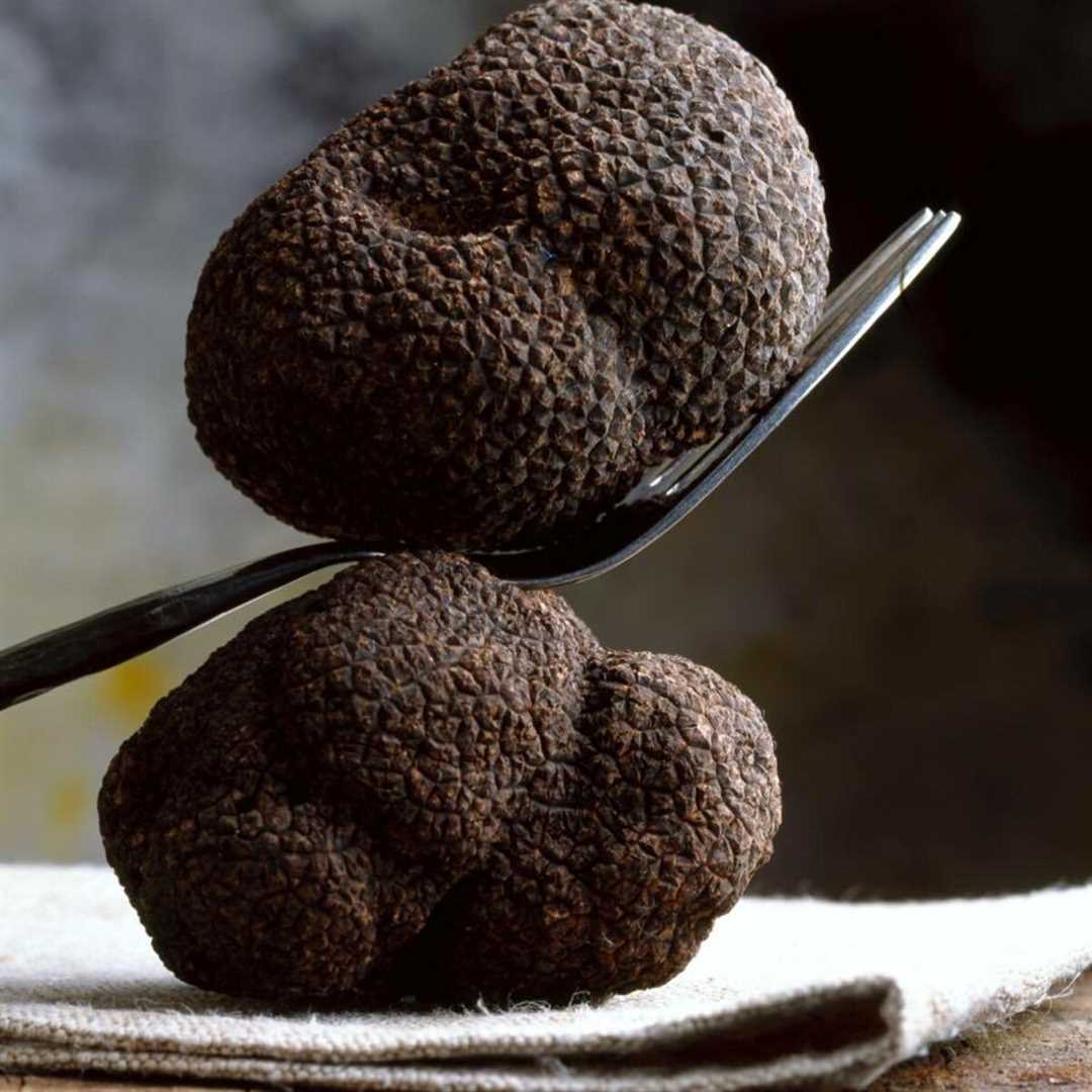 Гриб трюфель: фото и описание, где растет