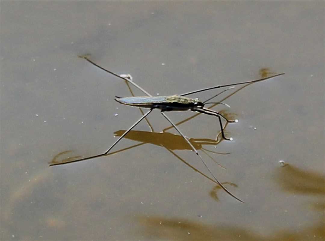 Определи животных водоема