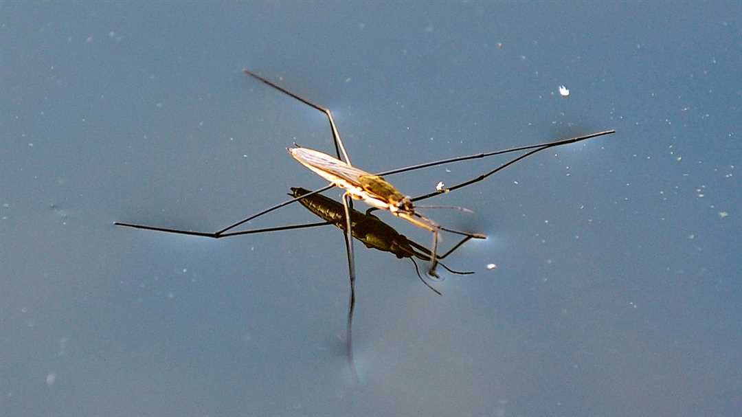 Клоп водомерка: насекомое, которое не тонет