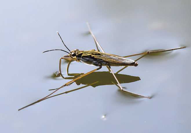 Сколько ног у водомерки