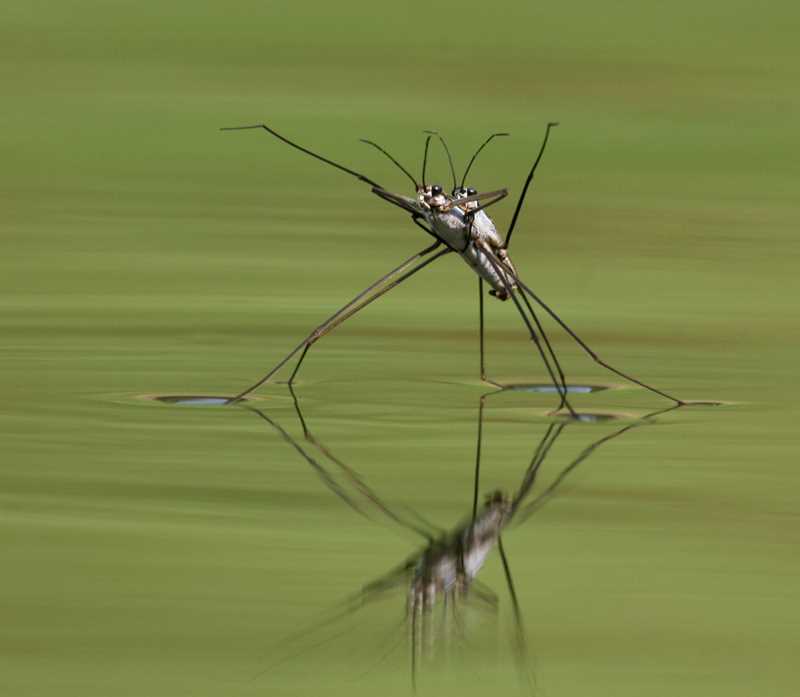 Что такое водомерка