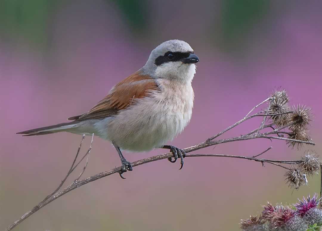 Птица жулан: редкие фото и подробное описание