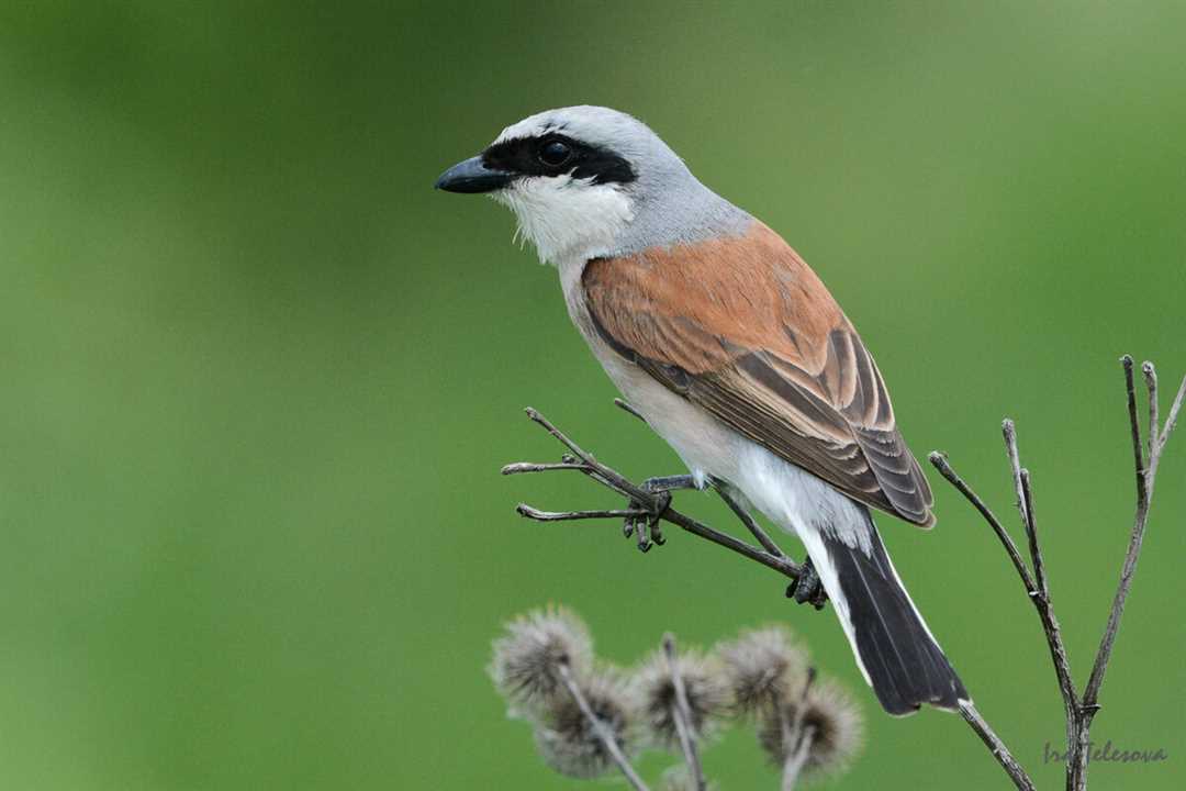 Что такое жулан Что такое жулан