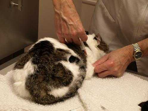 Вакцинация