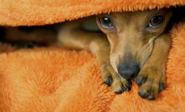 Чумка у собак: симптомы и как избежать ее развития Чумка у собак: симптомы и как избежать ее развития