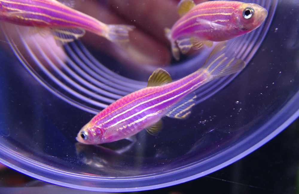 Рыбки-соседи для данио рерио